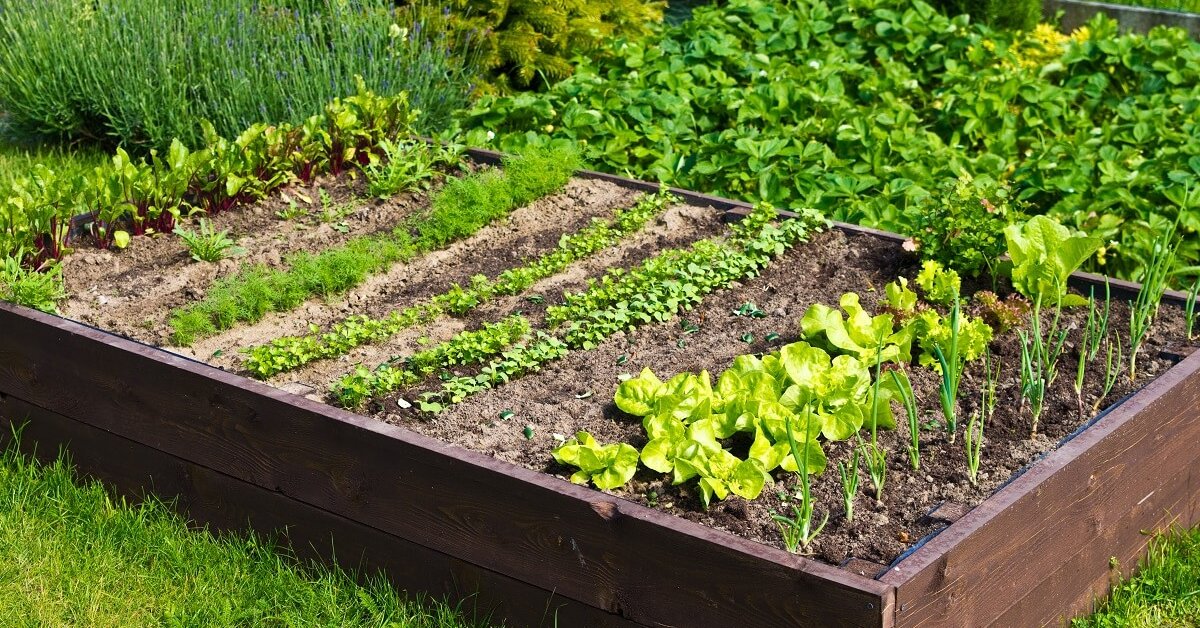 Общий вид дачных культур: зелень, корнеплоды, огурцы