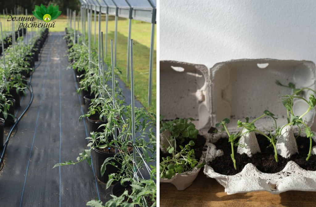 Иллюстрация топ-10 овощей для начинающих: салат, помидоры, лук, морковь, огурцы, картофель, фасоль, перец, цукини, редис