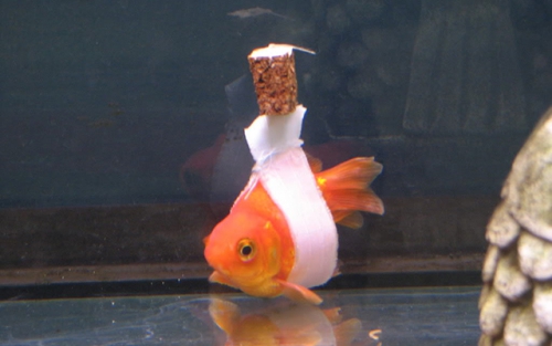 Аквариумная рыба с признаками проблем аппетита