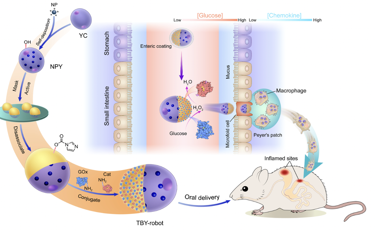 Схема TBY-робота и его применение для активной доставки мишеней и лечения воспаления ЖКТ