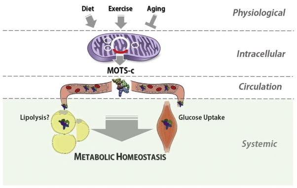 Модель системных метаболических эффектов митохндриального пептида MOTS-c