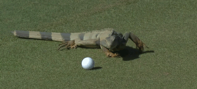 GIF с ритуалом запуска творчества как у спортсменов GIF с ритуалом запуска творчества как у спортсменов