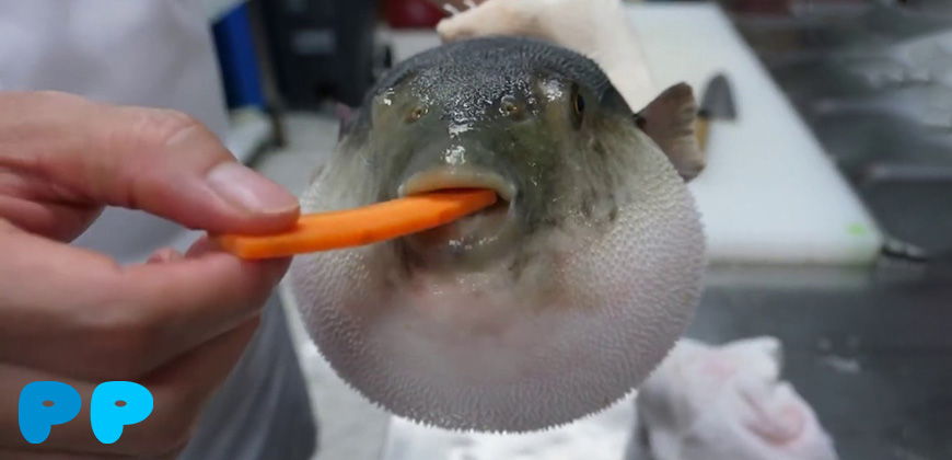 Иллюстрация причин потери аппетита у аквариумной рыбки