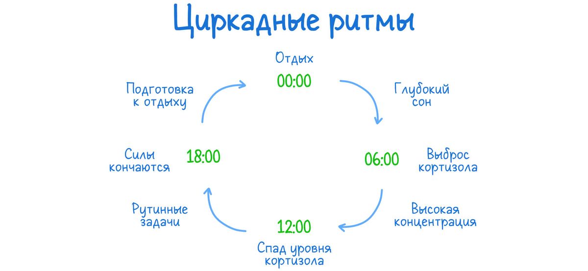 Циркадные ритмы: схема