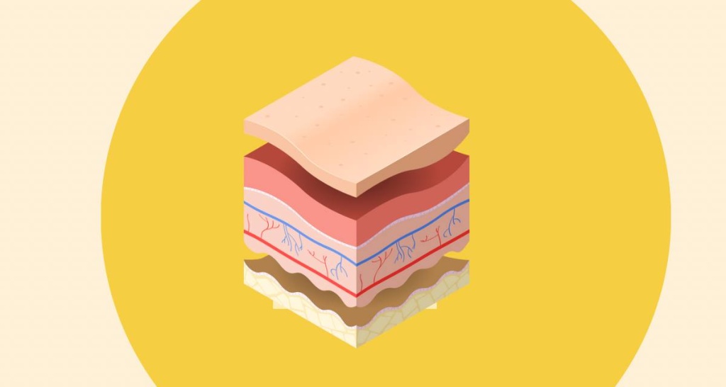 Схема строения кожи: эпидермис, дерма, подкожная клетчатка с сальными железами