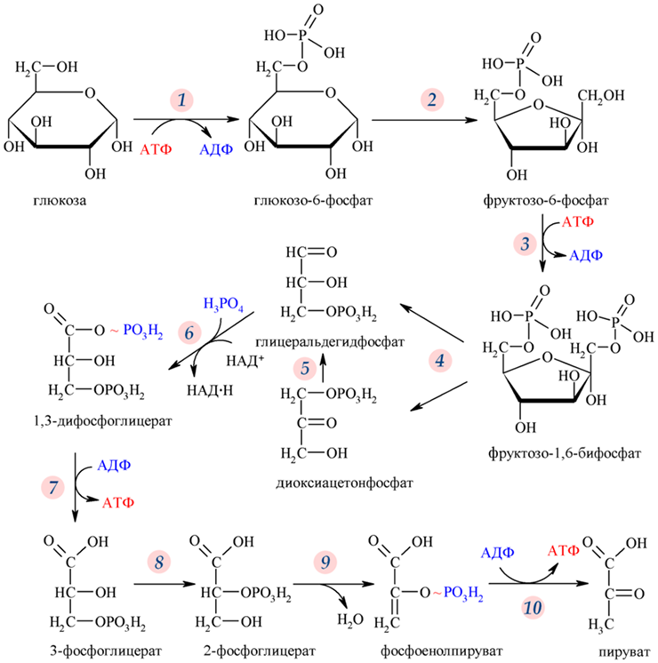 Схема гликолиза: этапы расщепления глюкозы с производством АТФ, иллюстрирующая снижение этого пути при старении