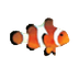 Clownfish Translator / Приложение-переводчик